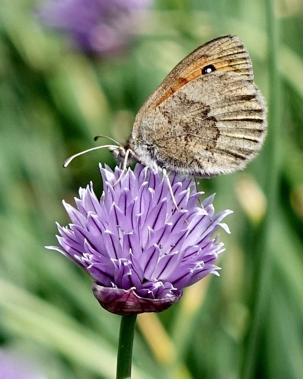 common brassy ringlet